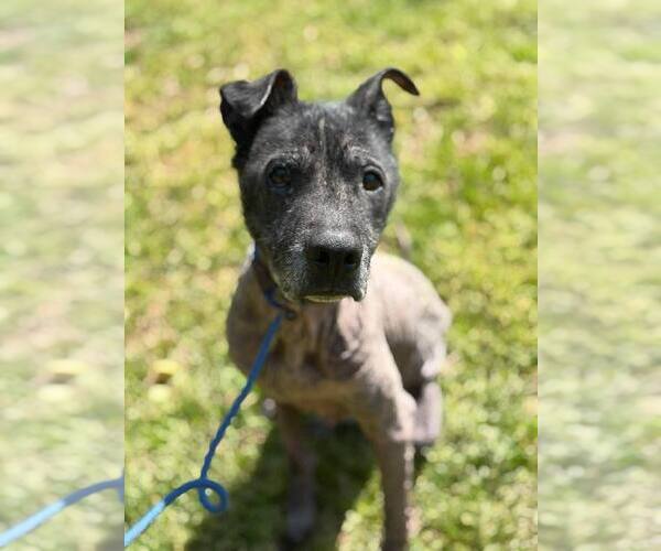 Medium Photo #5 Labrador Retriever Puppy For Sale in New York, NY, USA