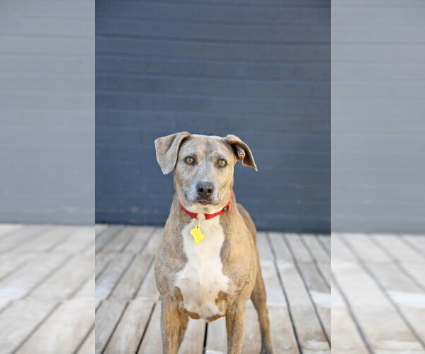 Medium Photo #18 Mutt Puppy For Sale in Sandy, UT, USA