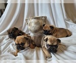 Small Photo #10 French Bulldog Puppy For Sale in BILOXI, MS, USA