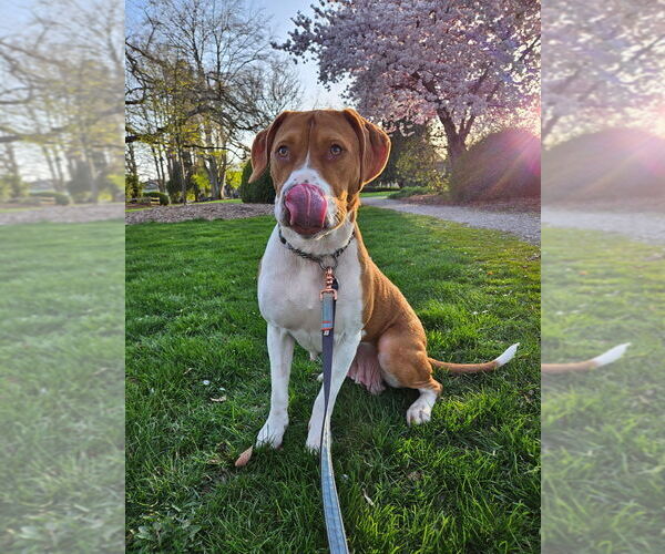 Medium Photo #9 American Pit Bull Terrier-Unknown Mix Puppy For Sale in Bellingham, WA, USA