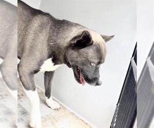 Akita-Unknown Mix Dogs for adoption in Houston, TX, USA