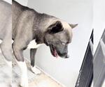 Small Akita Mix