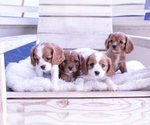 Small #10 Cavalier King Charles Spaniel