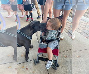 Labrador Retriever-Unknown Mix Dogs for adoption in Oakhurst, NJ, USA