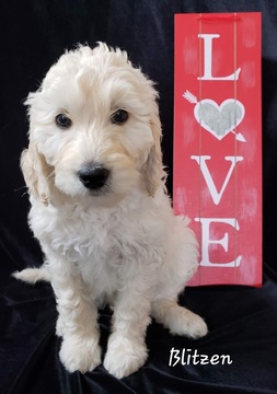 Medium Photo #2 Labradoodle Puppy For Sale in WASH, NC, USA