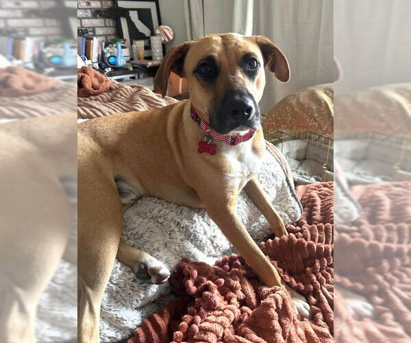 Medium Photo #1 Mutt Puppy For Sale in San Diego, CA, USA