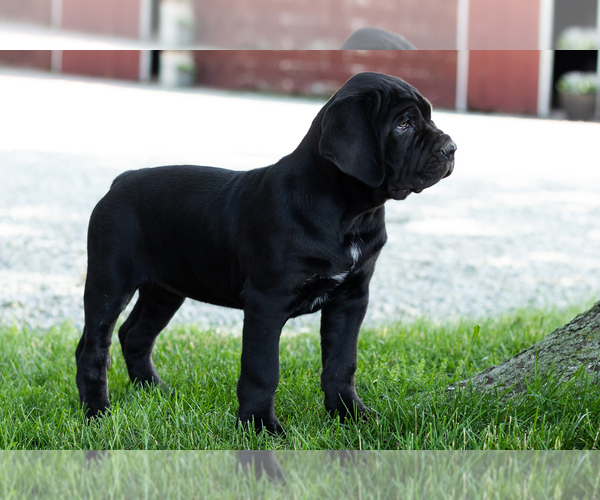 Medium Photo #3 Cane Corso Puppy For Sale in WAKARUSA, IN, USA