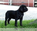 Small #2 Cane Corso