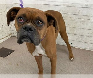 Boxer Dogs for adoption in San Bernardino, CA, USA