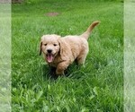 Small Photo #4 Goldendoodle Puppy For Sale in FISHERS, IN, USA