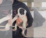 Small Photo #6 Shepradors Puppy For Sale in Princeton, MN, USA