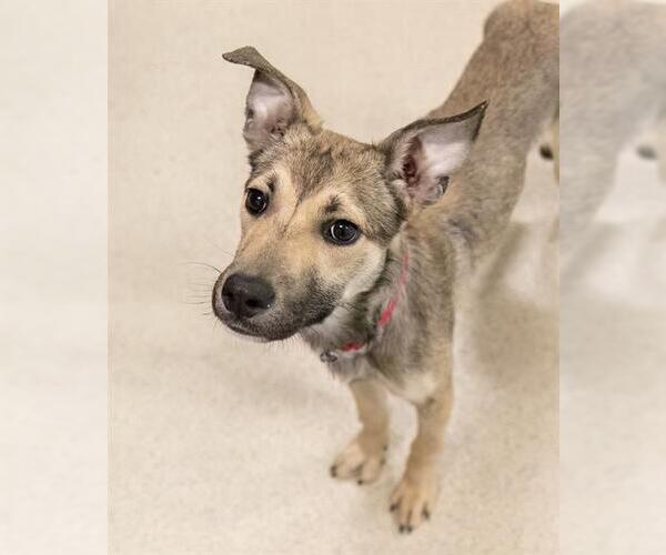 Medium Photo #1 German Shepherd Dog-Unknown Mix Puppy For Sale in Boston, MA, USA