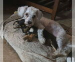 Small #1 Poodle (Miniature)