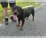 Small Rottweiler Mix