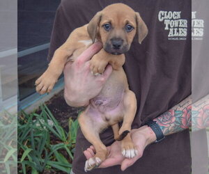 Gary - Male American Staffordshire Terrier-German Shepherd Dog Mix Dog for Adoption - Photo #3