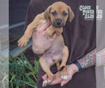 Small Photo #3 American Staffordshire Terrier-German Shepherd Dog Mix Puppy For Sale in Huntley, IL, USA