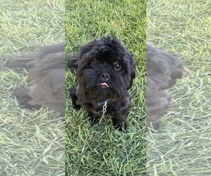 Lhasa Apso Dogs for adoption in Sandy, UT, USA