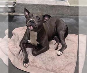 Staffordshire Bull Terrier Dogs for adoption in Upland, CA, USA