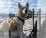 Small Akita-Shiba Inu Mix