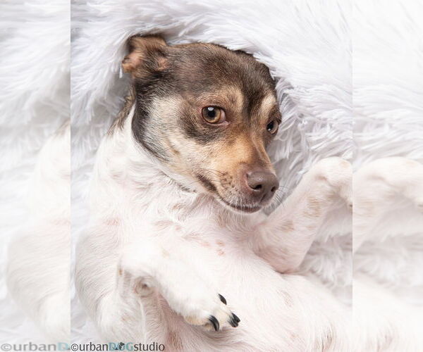 Medium Photo #4 Chihuahua-Unknown Mix Puppy For Sale in Tampa, FL, USA