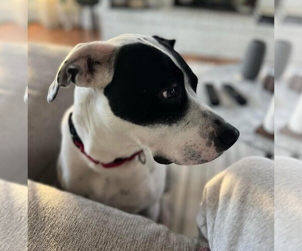 Medium Photo #3 Pointer-Unknown Mix Puppy For Sale in Woodbury, NY, USA