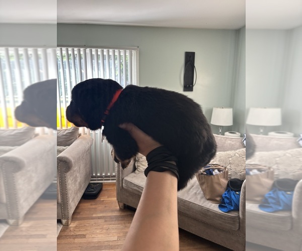 Medium Photo #1 Rottweiler Puppy For Sale in SAGINAW, MI, USA