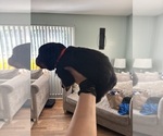 Small Rottweiler