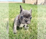 Small #3 French Bulldog