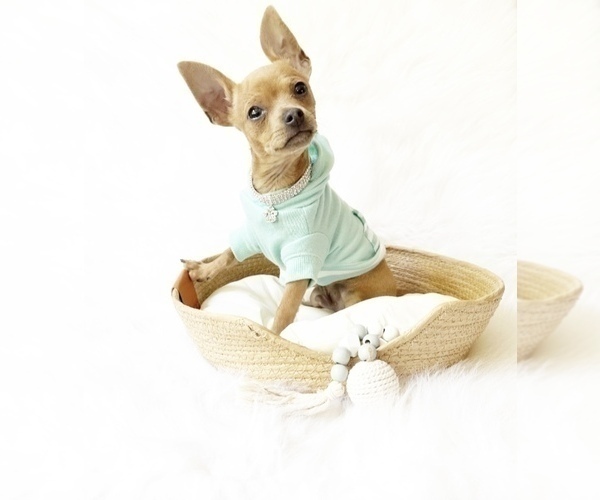 Medium Photo #3 Chihuahua Puppy For Sale in SACRAMENTO, CA, USA