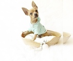 Small #2 Chihuahua