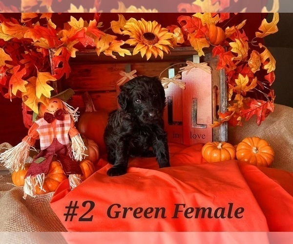 Medium Photo #7 Shepadoodle Puppy For Sale in SPOKANE, WA, USA