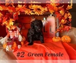Small Photo #7 Shepadoodle Puppy For Sale in SPOKANE, WA, USA