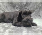 Small #5 Mutt