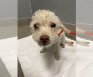 Chi-Poo (Miniature) Dogs for adoption in Las Vegas, NV, USA
