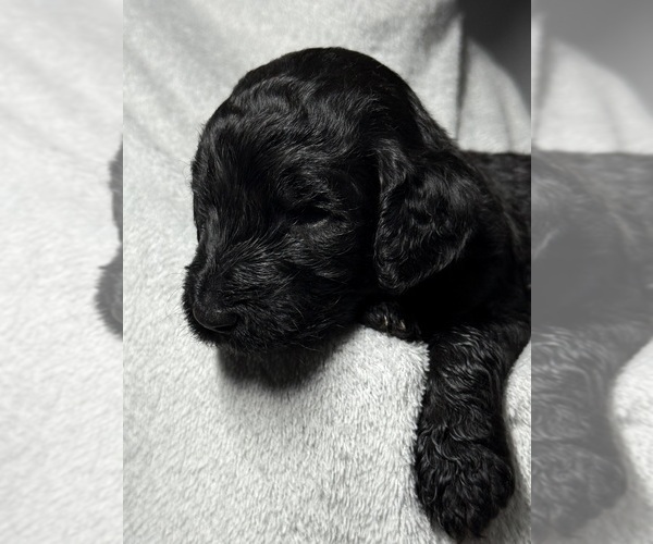 Medium Photo #24 Goldendoodle Puppy For Sale in HOWARD CITY, MI, USA