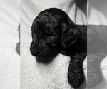 Small Photo #24 Goldendoodle Puppy For Sale in HOWARD CITY, MI, USA