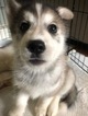 Small Photo #1 Siberian Husky Puppy For Sale in CHICAGO, IL, USA
