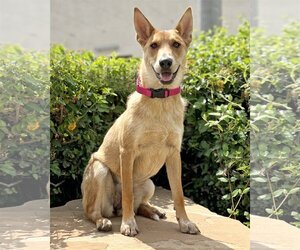 Carolina Dog-Unknown Mix Dogs for adoption in Corona, CA, USA