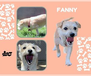 Mutt Dogs for adoption in Lindsay, CA, USA