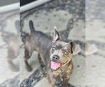 Small Photo #7 Bulldog-Chihuahua Mix Puppy For Sale in Dana Point, CA, USA