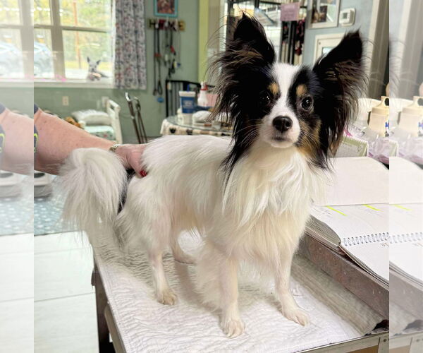 Medium Photo #1 Papillon Puppy For Sale in Benton, LA, USA