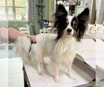 Small Papillon
