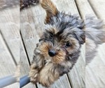 Small #2 Yorkshire Terrier