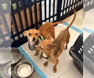 Peaches - Female Chihuahua-Unknown Mix Dog for Adoption - Photo #4