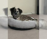 Small #4 Colonial Cocker Spaniel Mix