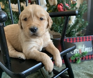 Golden Retriever Puppy for Sale in LE ROY, Minnesota USA
