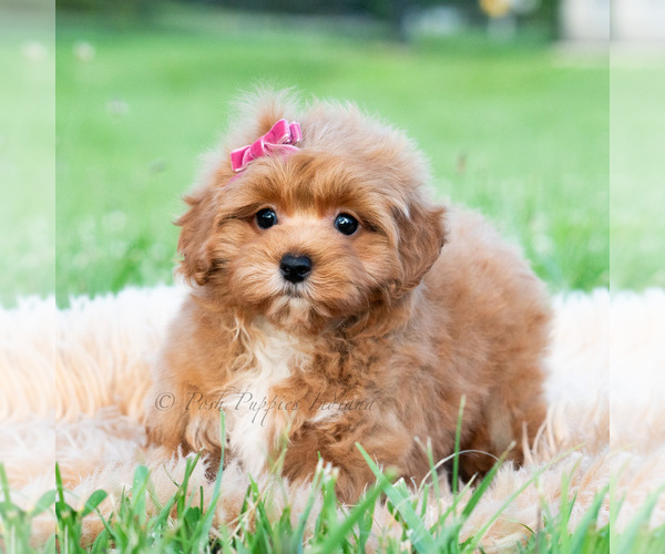 Medium Photo #3 Maltipoo (Toy) Puppy For Sale in WARSAW, IN, USA