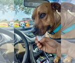 Small #8 Black Mouth Cur Mix