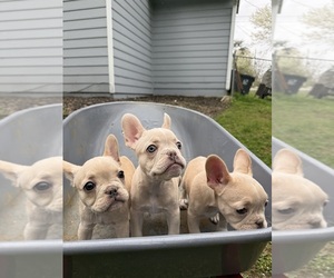 French Bulldog Litter for sale in SUGAR HILL, GA, USA