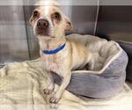 Small #1 Chihuahua Mix